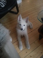 /album/hundtankar/a2014-02-22-16-04-16-jpg1/